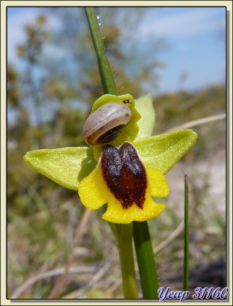 Balade "orchidées": L'ophrys jaune (Ophrys lutea) et l'escargot - Aulon - 31  (Flore)