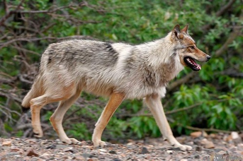 expression en fuyant le loup on rencontre la louve