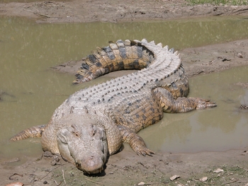 9 - Crocodylus porosus