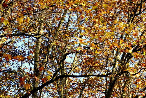 Canal du Midi : feuilles des platanes 