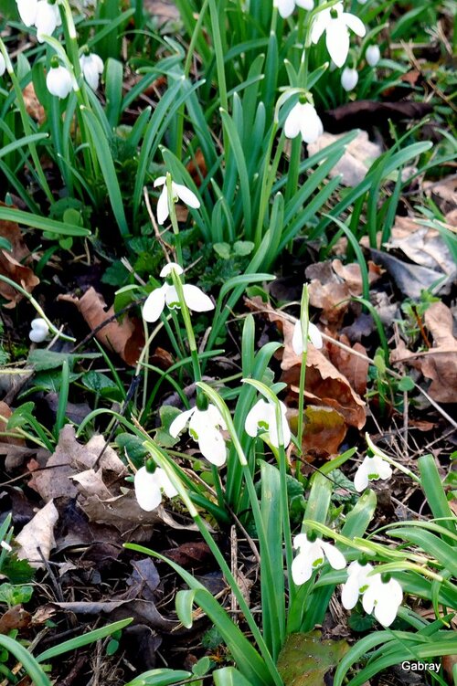 Perce-neige : des petites fleurs blanches