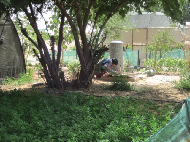 Nouakchott Jardin D'olivia