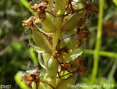 Gymnadenia conopsea  -  orchis moustique