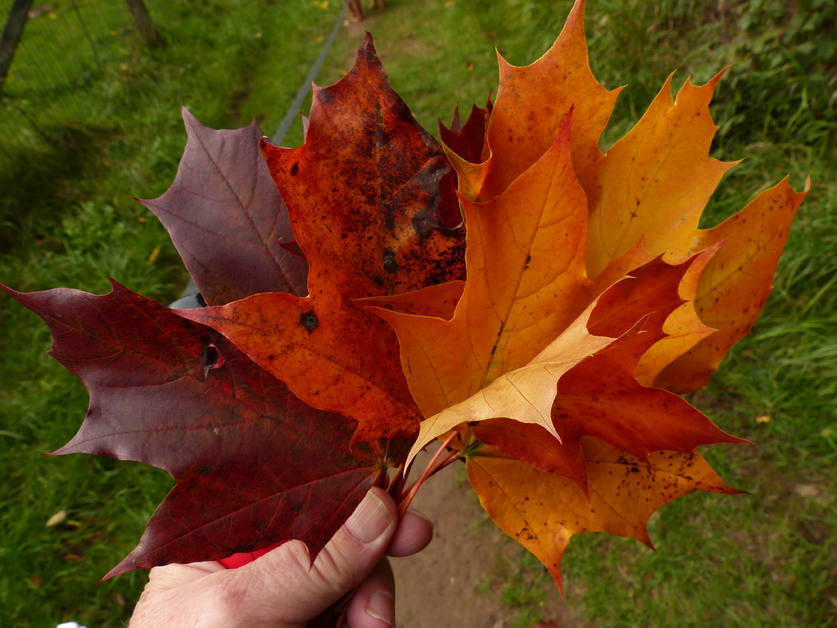 Rouge, ocre et or