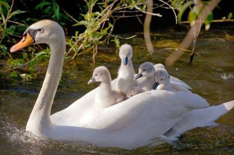 CANARDS  ou  CYGNES  ou  OIES  5