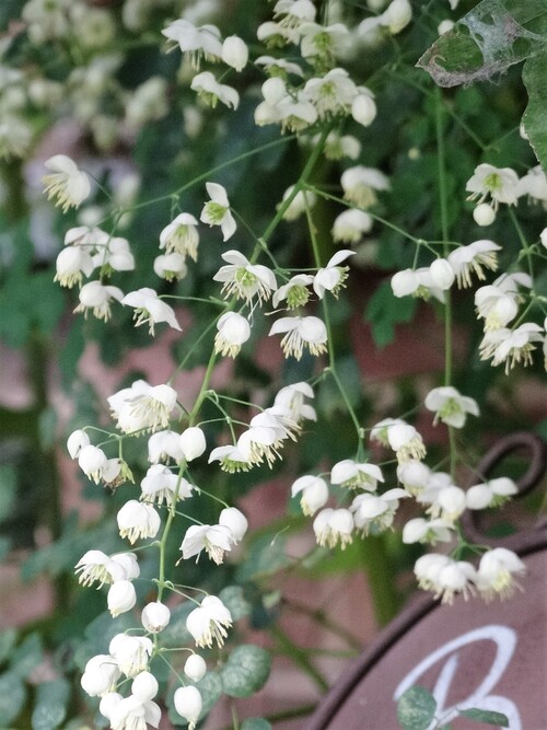 Le club des cinq des floraisons blanches du moment