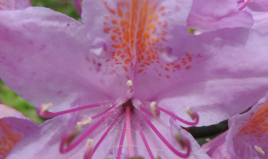 ma fleur de Rhododendrons