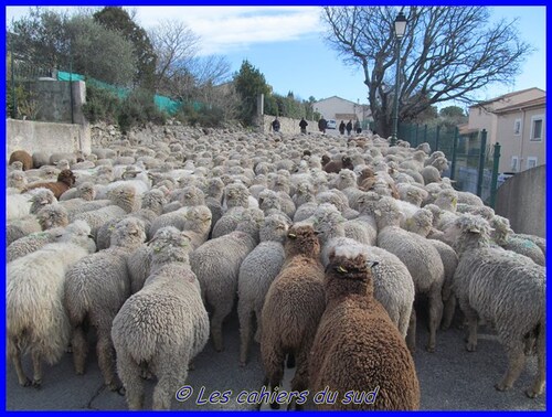 La transhumance de belcodène