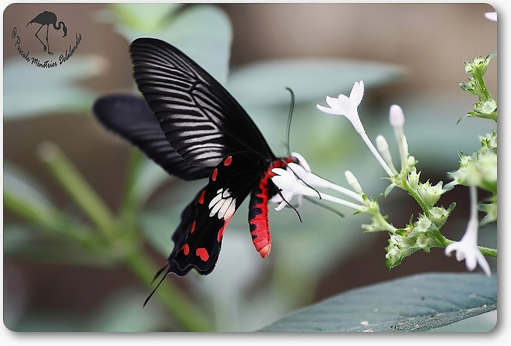 Atrophaneura aristolochiae - Asie du Sud et du sud est - Papilionidae
