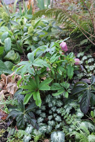  cyclamens Silver Me