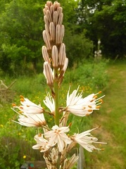 Asphodèle blanc fleur