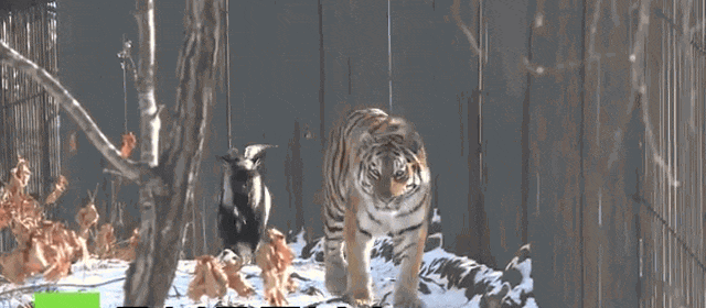  (-*♥*-) Ils Ont Jeté Ce Bouc Dans L’Habitat d’Un Tigre Pour Être Mangé — Mais Ce Qui S’est Passé Est Incroyable