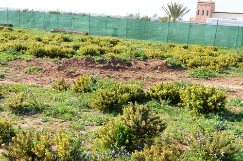 Fleurs sauvage du Maroc 