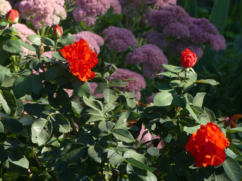 ET  LE  JARDIN  REFLEURIRA