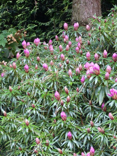Rhododendron "graziella"