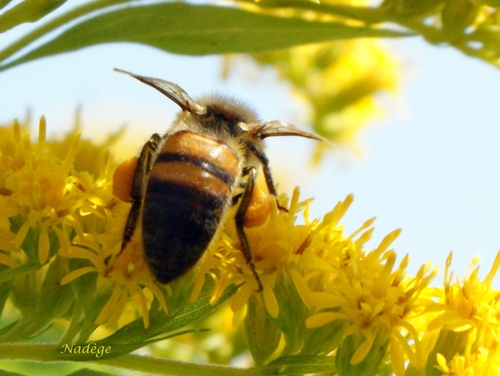 Apis mellifera ...