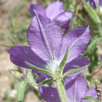 Legousia speculum-veneris - miroir de Vénus