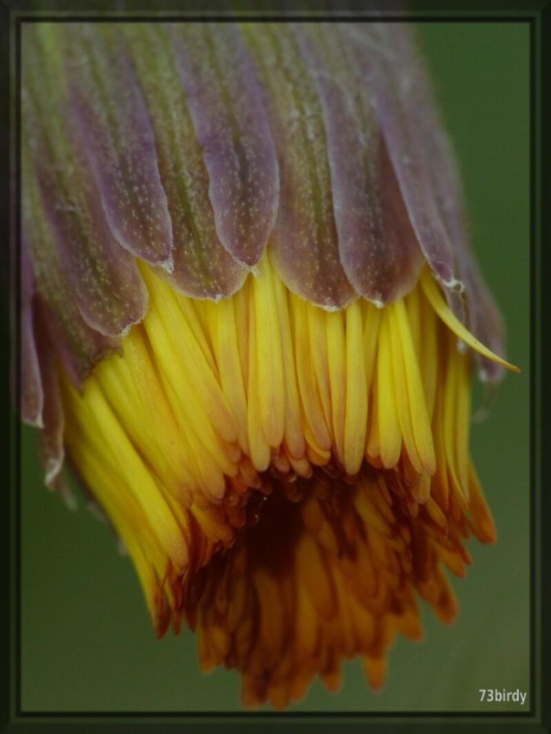 Pionnière jaune