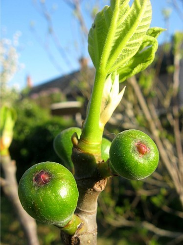 figues (4)