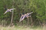Oiseaux