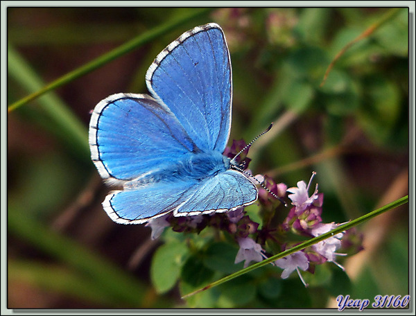 Papillon Azuré de la Bugrane ou Azuré commun (Polyommatus icarus) recto et verso - Verdun-sur-Ariège - 09