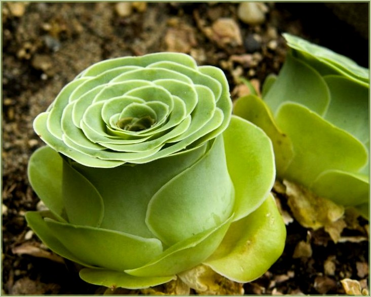 Rose succulente