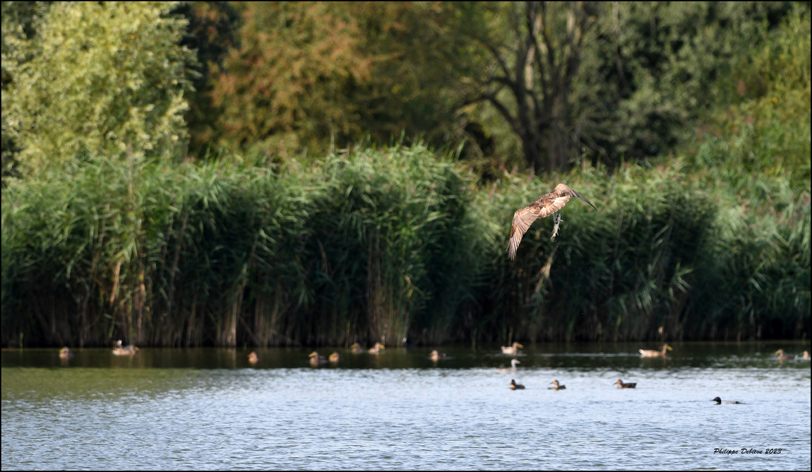 Le marais au fil des saisons (11)