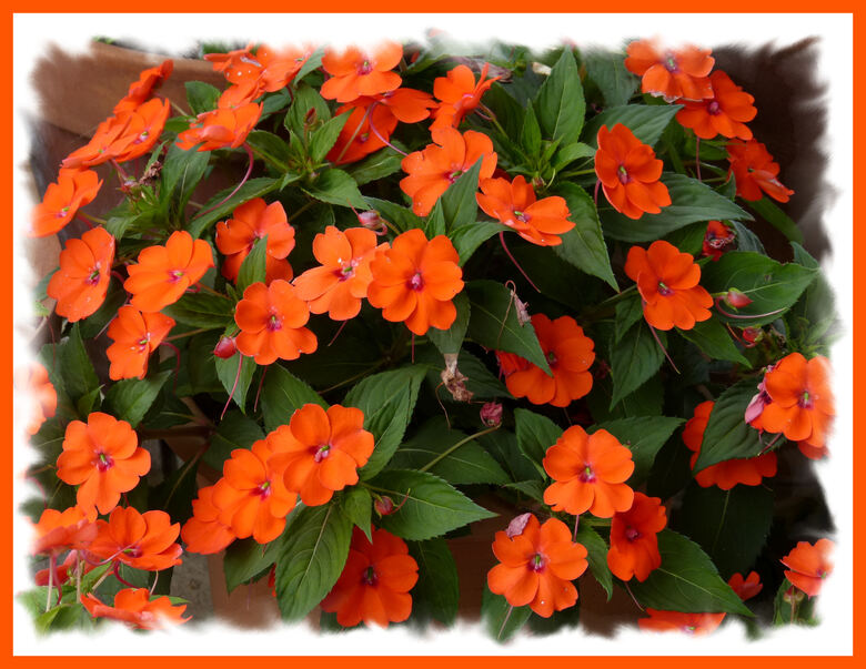 SUNPATIENS .....