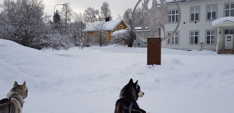 Chiens des glaces dans le cercle polaire.