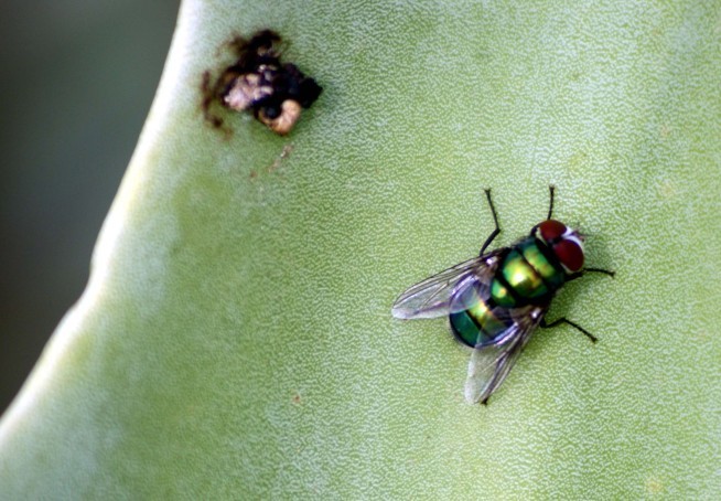 Mouche sur opuntia 6972