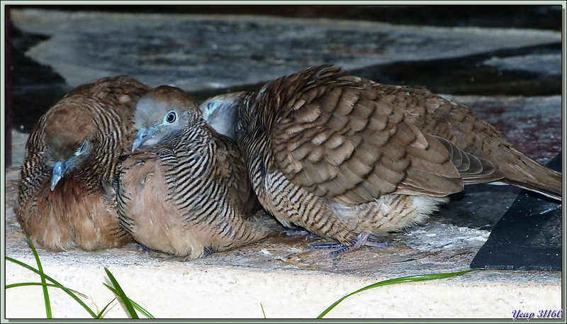 Gros câlins pour les Géopélies zébrées "tourterelle striée, tourterelle pays, tourtrel koko" (Geopelia striata) - Bird Island - Seychelles