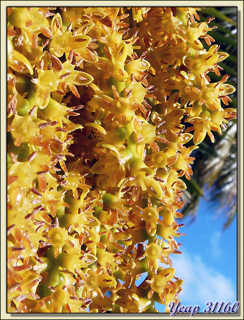 Fleurs de palmier - Fakarava - Tuamotu - Polynésie française