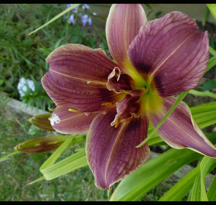 Les fleurs de mon jardin