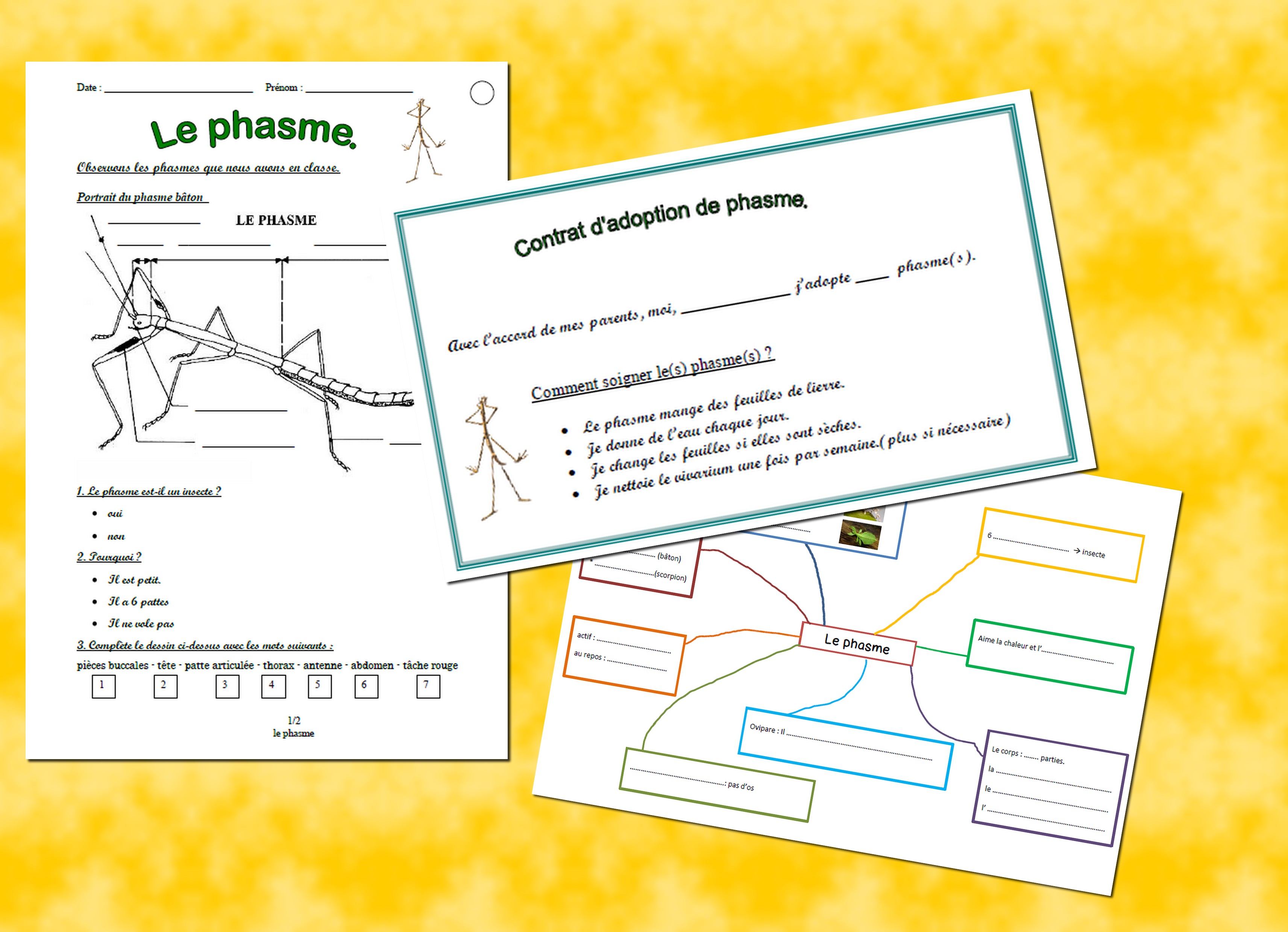 phasme presentation