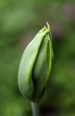 Tulipes 2024 : Green King