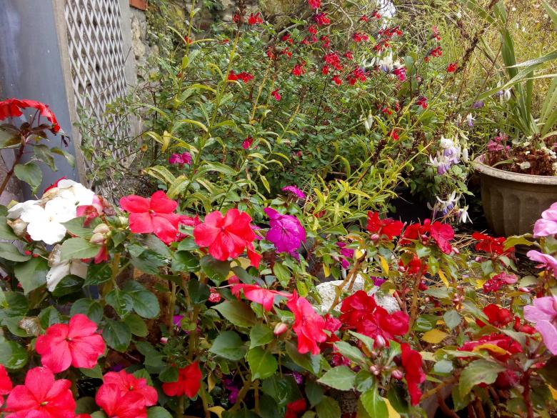 Jeudi dernier dans mon jardin