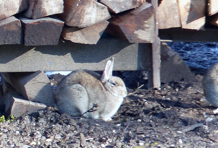 Les Lapins de Garenne..