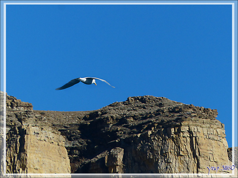 Goéland bourgmestre, Glaucous Gull (Larus hyperboreus) ??? - Crocker Bay - Devon Island - Baffin Bay - Nunavut - Canada