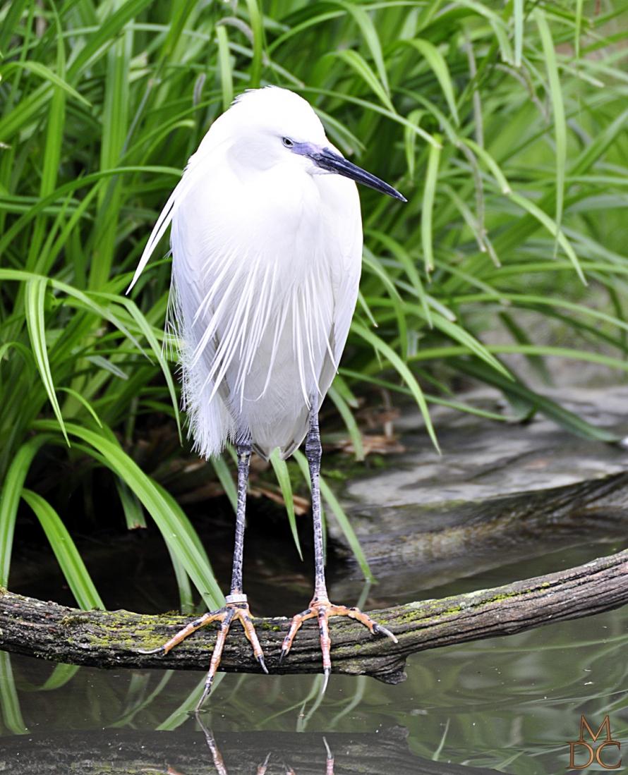 Aigrette garzette