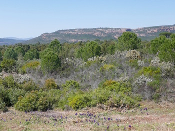 Iris, maquis et rochers rouges