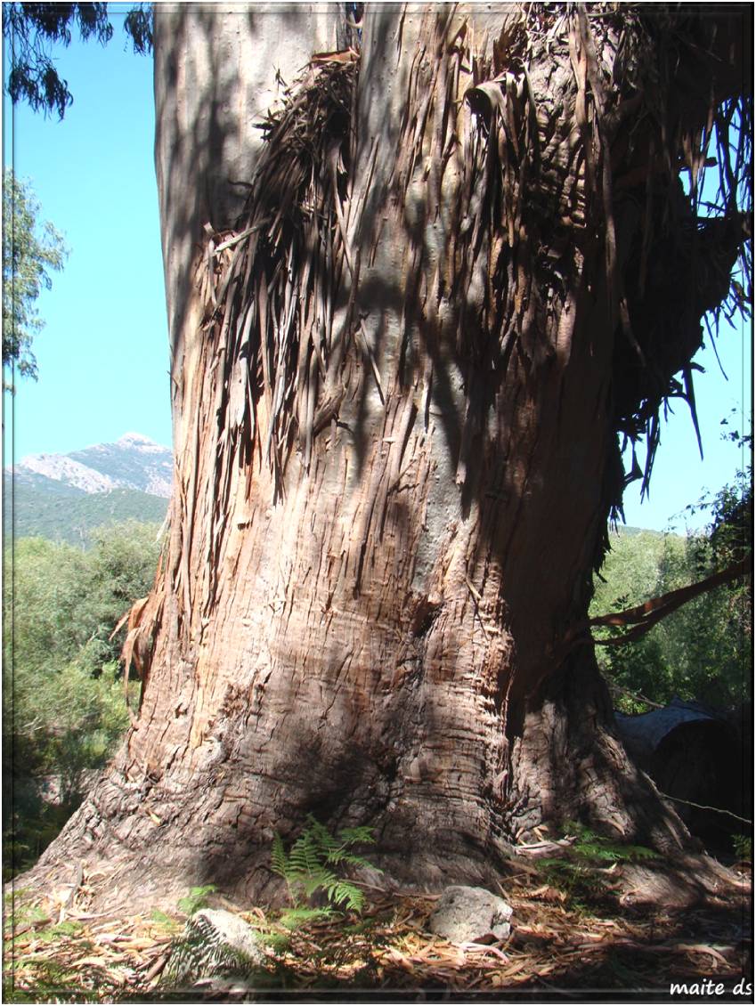 Eucalyptus bleu