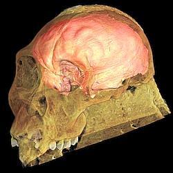 Une reconstitution en 3D du crâne du jeune mâle.