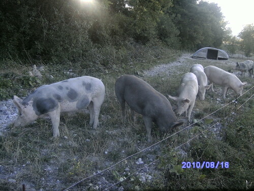 Les Amanins, matin du troisième jour.