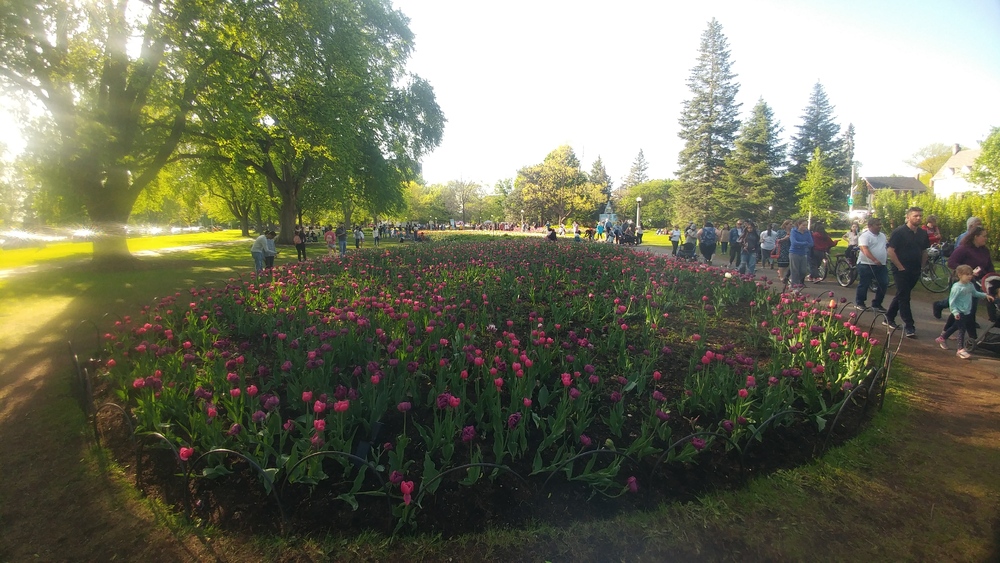 Ottawa Tulip Festival on May 18th 2022