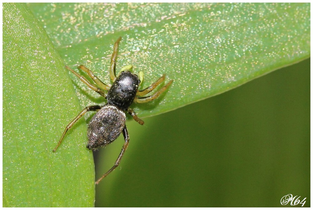 Araignée sauteuse : Héliophanus