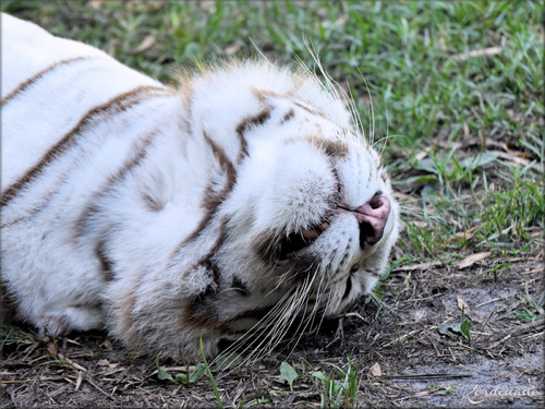 Photo de Tigre blanc - Zoo d'Arcachon