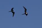 Oiseaux
