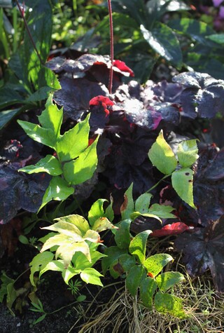  fougère houx (Cyrtomium falcatum) , heuchère Midnight rose