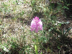 Orchidée pyramide