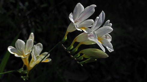 les freesias 21/5